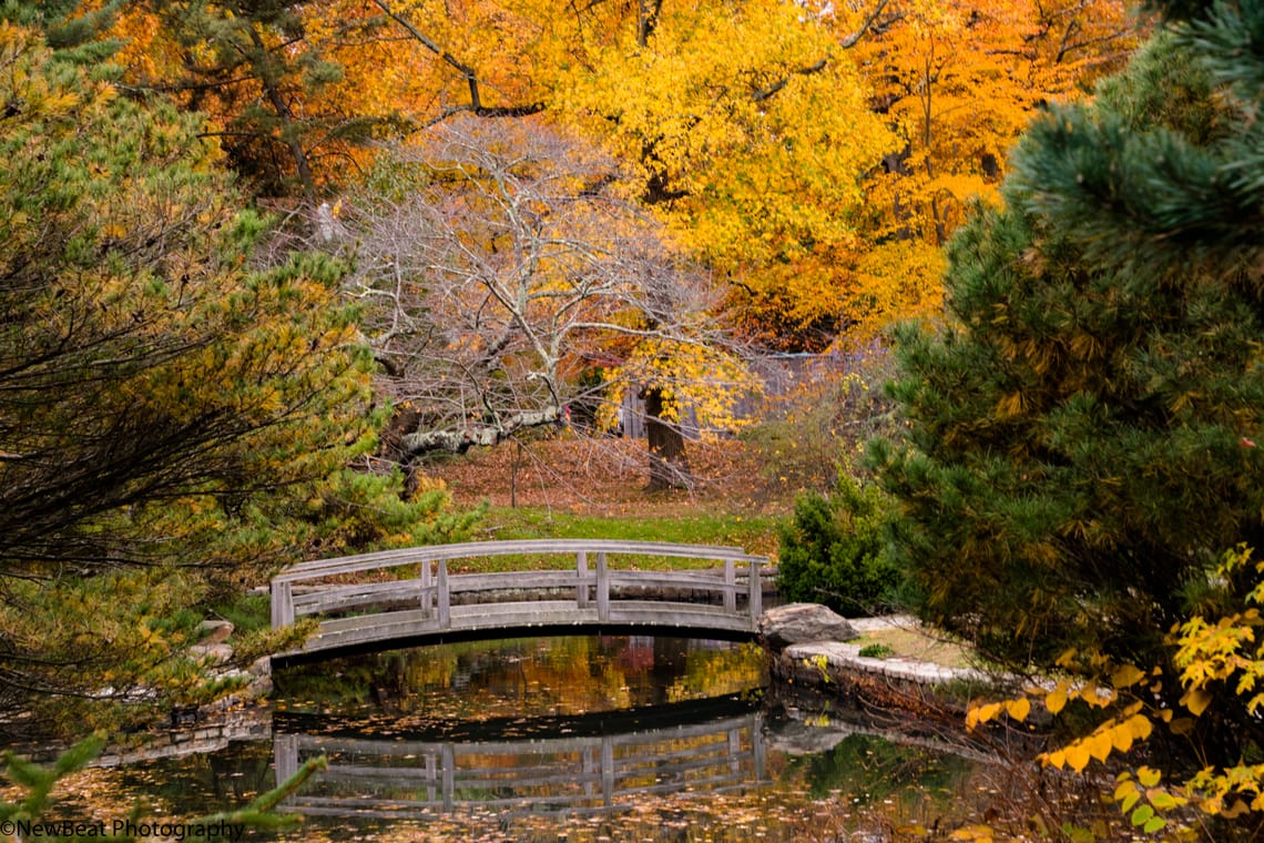 Small Bridge in Fall